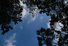 次の写真のサムネイル：木々のなかからどこまでも高い空
